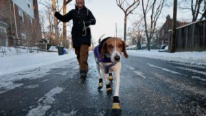 walk your dog and avoid diabetes