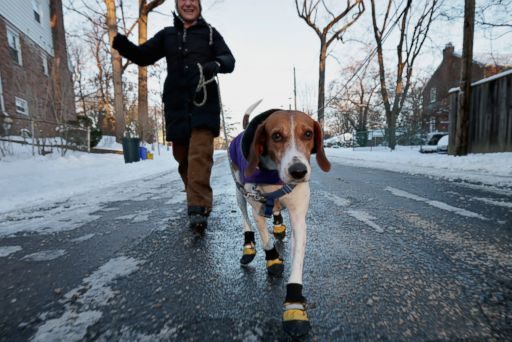 dog-walking-diabetes walk your dog and avoid diabetes