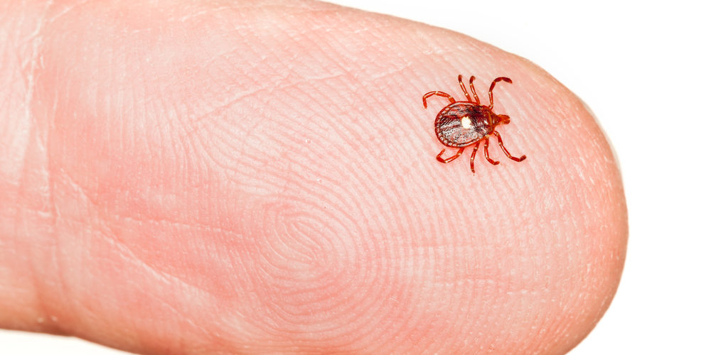 tick born illnesses and diseases