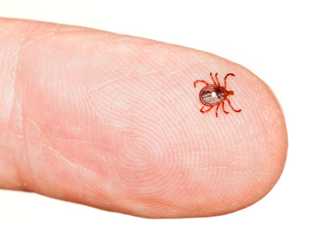 tick born illnesses and diseases