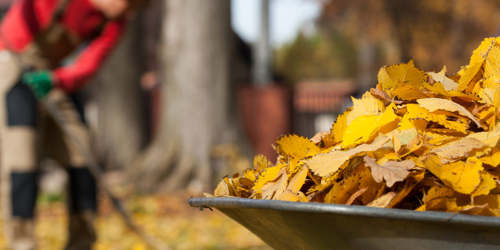 avoid back pain raking fall leaves