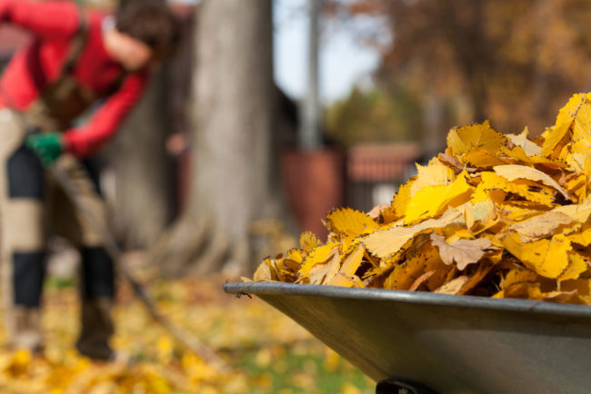 avoid back pain raking fall leaves