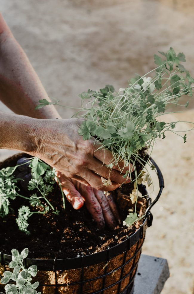 Spring gardening