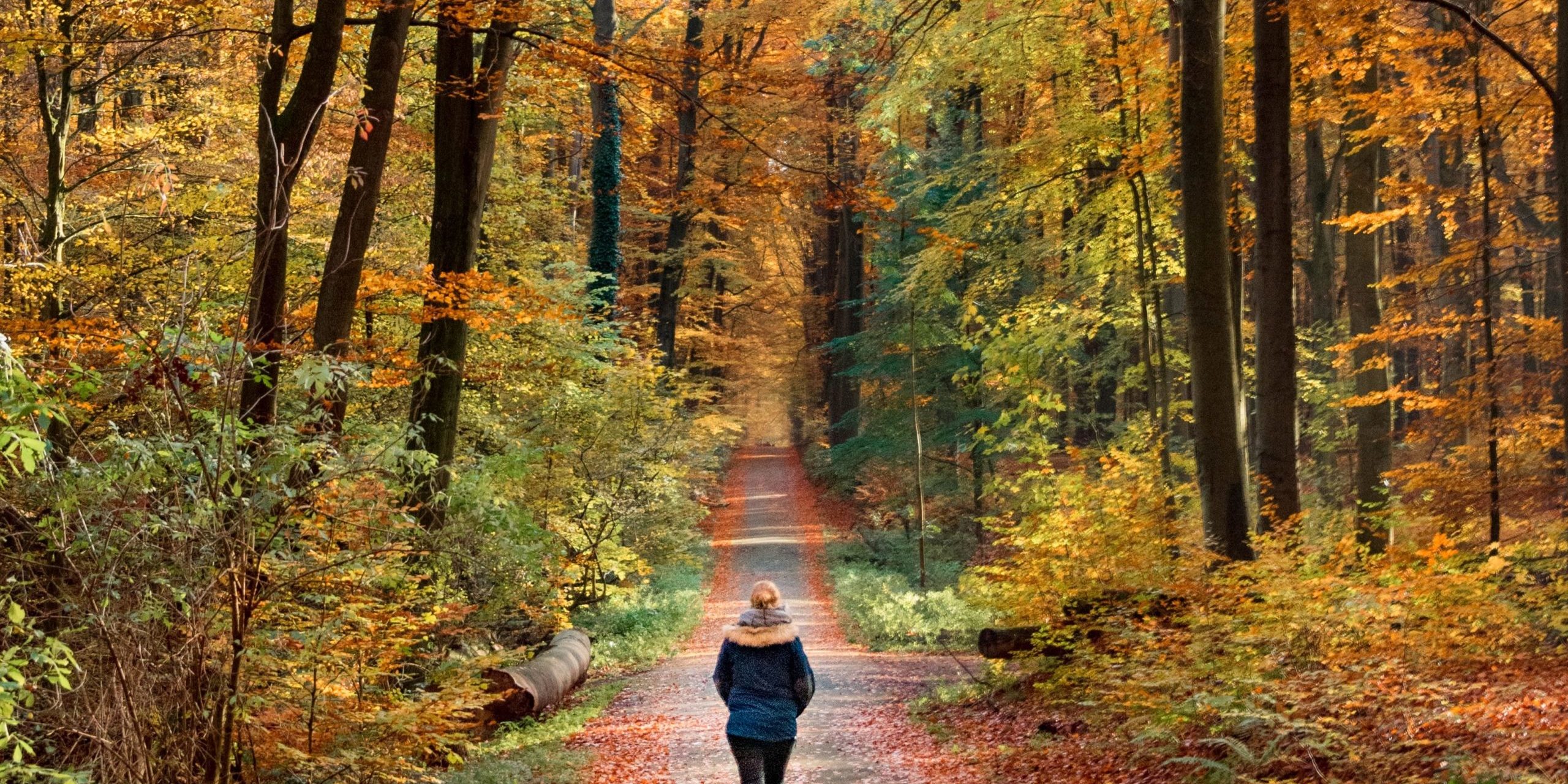 Walking Walking in the Fall