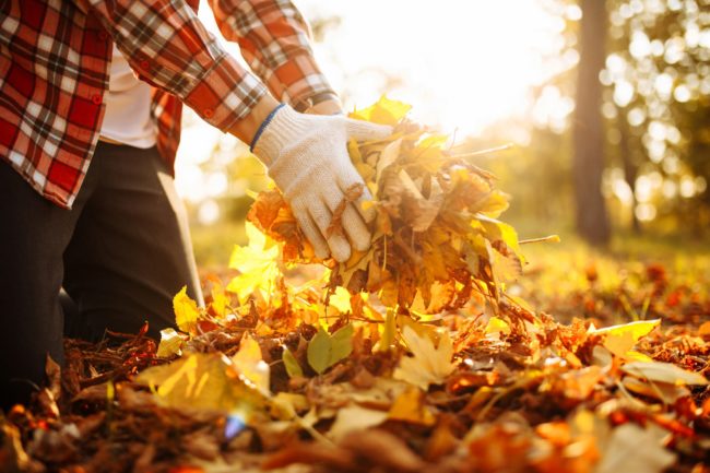 Fall clean up Fall leaf cleanup